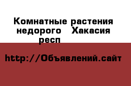 Комнатные растения недорого - Хакасия респ.  »    